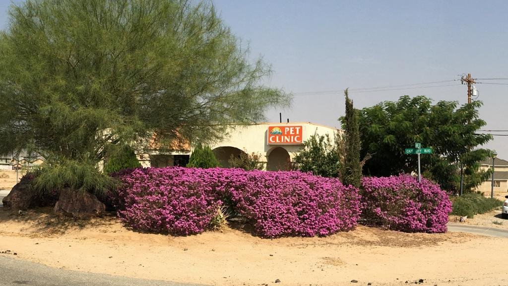 Corner of the Cal City Pet Clinic building with landscaping, evening light