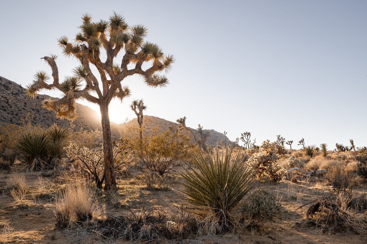 Joshua tree at sunset in the Mojave desert
